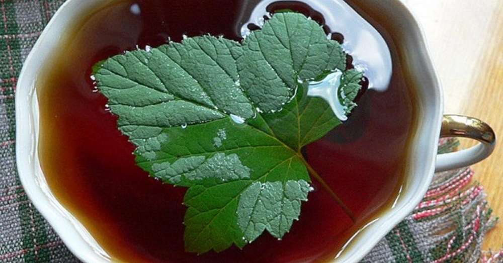 Nie je to prvý rok, kedy vyrábam fermentovaný čaj z listov čiernej ríbezle. Chcem sa podeliť o recept! / 