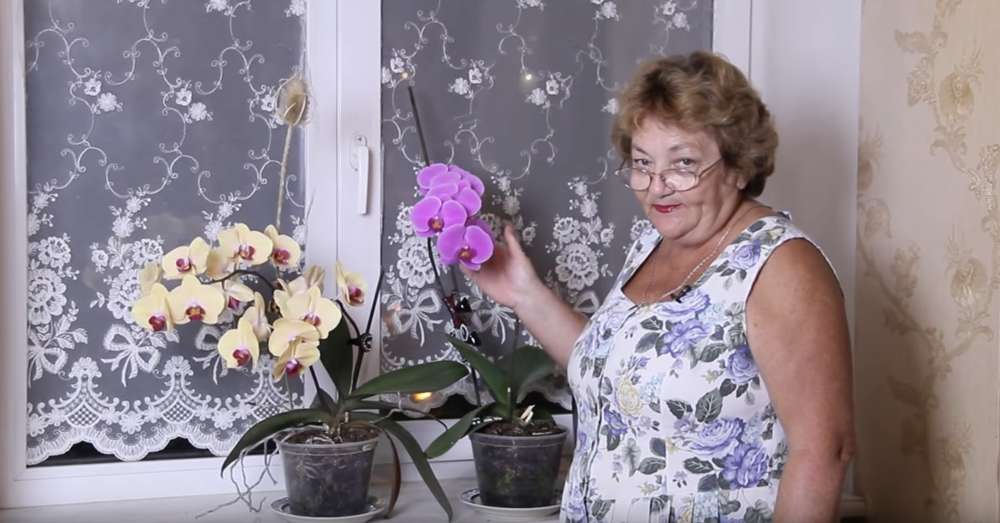 Як простимулювати цвітіння орхідеї /  вазони
