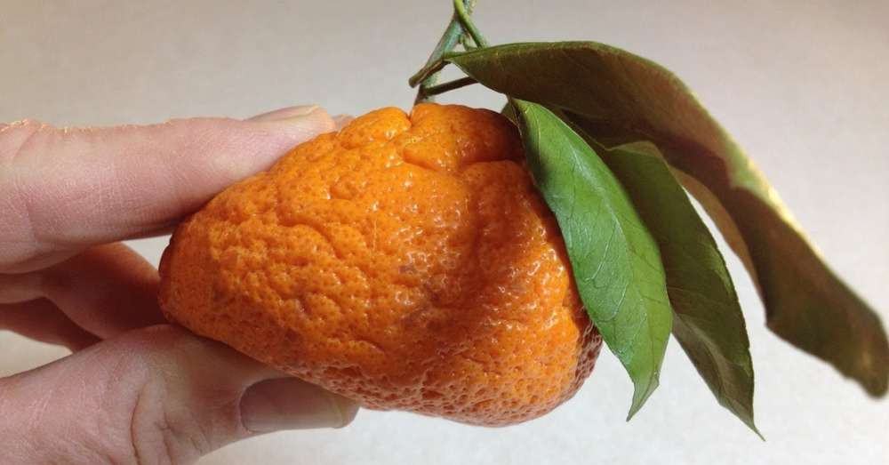 Mandarina i drugih agruma kojima je apsolutno nemoguće /  bolest