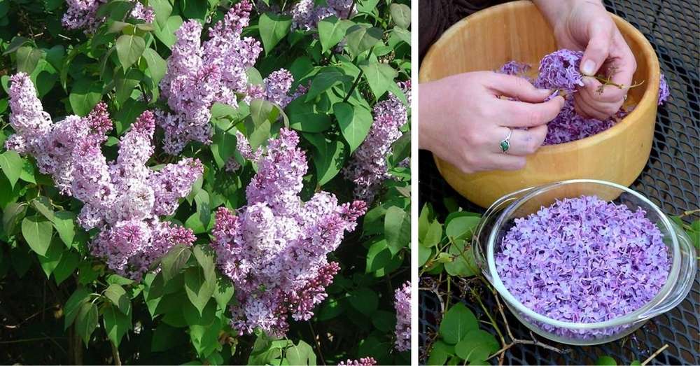 Успей в самий пік цвітіння заповни літрушку рослинним маслом і фіолетовими квітками ... /  Ідеї