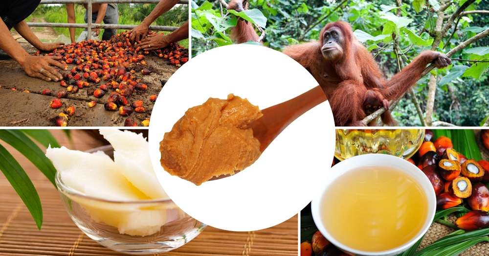 Zneškodnenie palmového oleja pre ľudí a prírodu /  choroba
