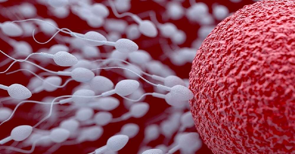 7 znakova zdrave sperme ovdje je kako možete zaštititi mušku plodnost! /  bolest