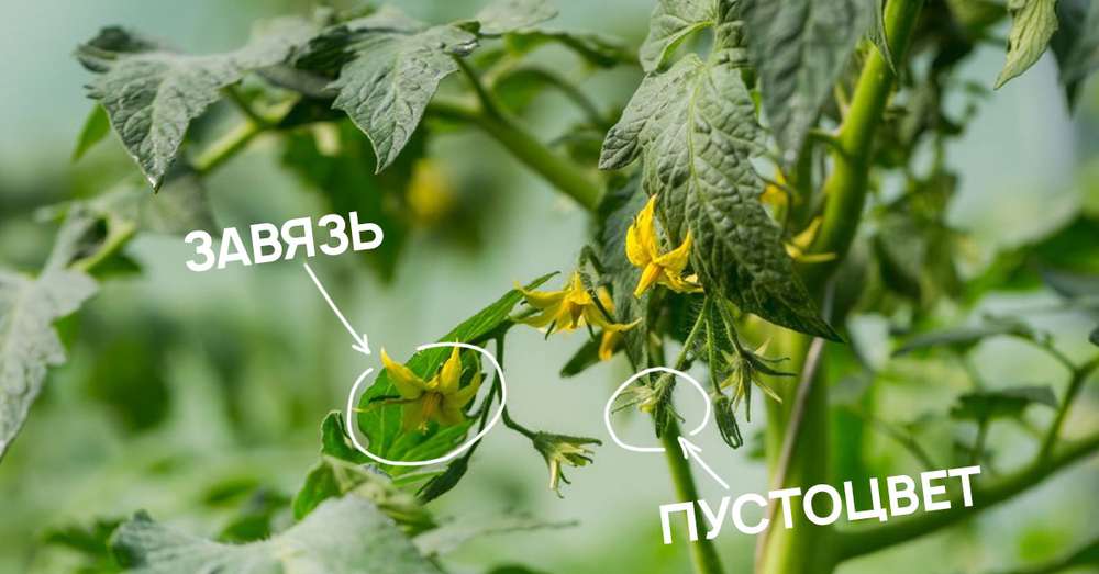 Ako rozoznať rozkvet rajčiakov pri kvitnutí /  Zeleninová záhrada