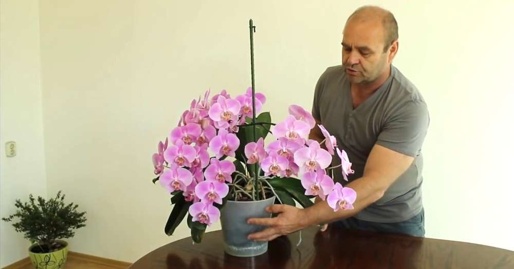 Як доглядати за орхідеями в горщику /  Лайфхак