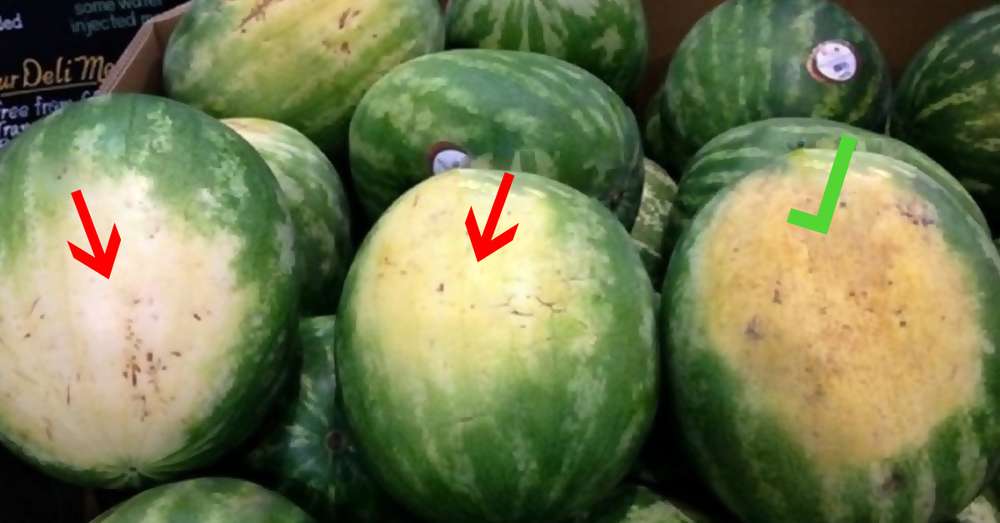 Ako si vybrať melón /  vodný melón