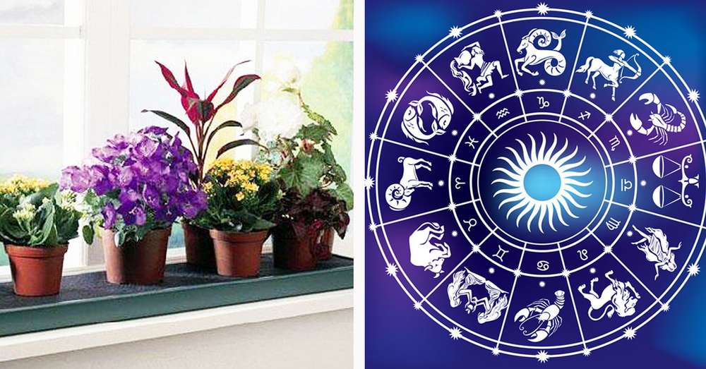 Zunanji horoskopski znak cvetje. Zdaj točno vem, kateri pot potrebujem! /  Razglednice