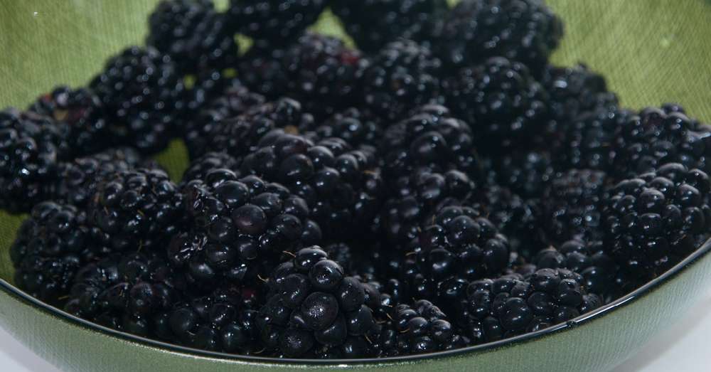 Diabetes Prevention with Blackberry /  cukrovka