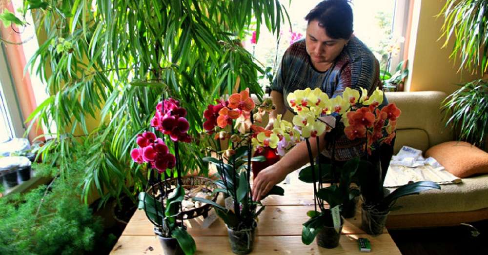 Живот поред орхидеја је цвијеће које се може увриједити и извући захвалност! /  Кућа