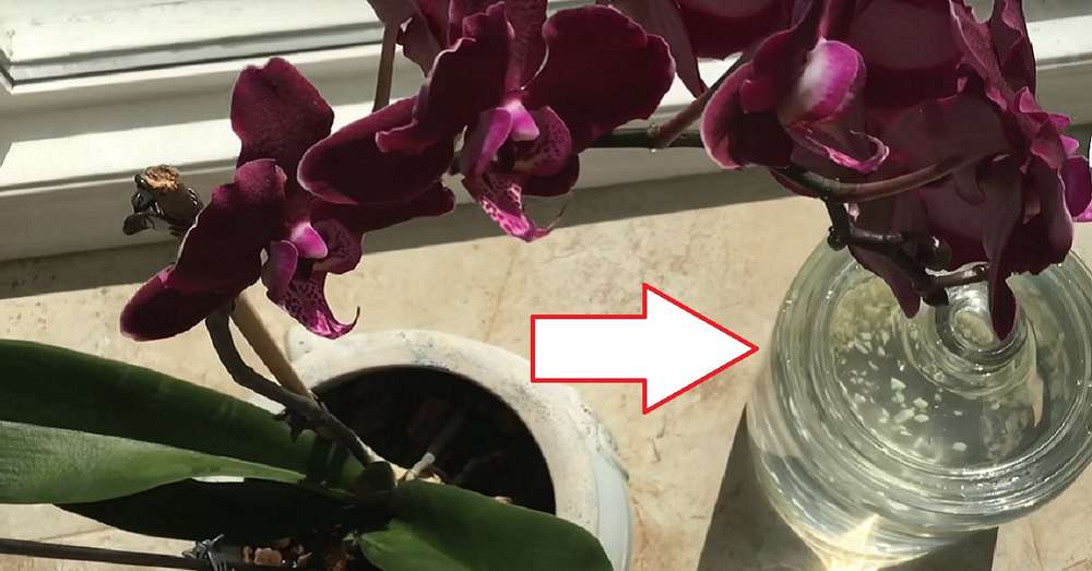 Česen - rešitev za orhideje! Mesec dni kasneje je moja falaenopsis izdala nekaj ... /  Orhideje