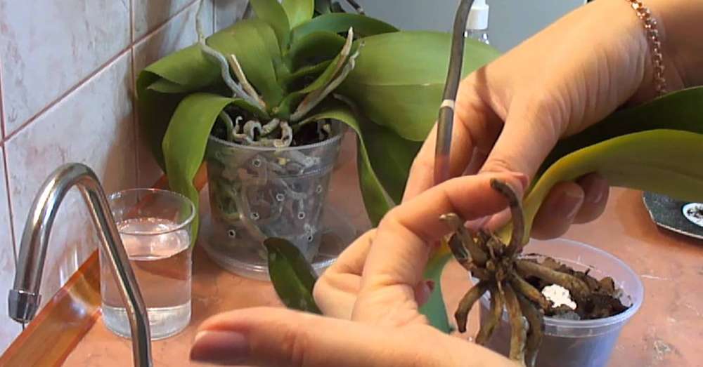 Hitna reanimacija orhideje! Uzimam ruke aktivnog ugljika. /  kuća