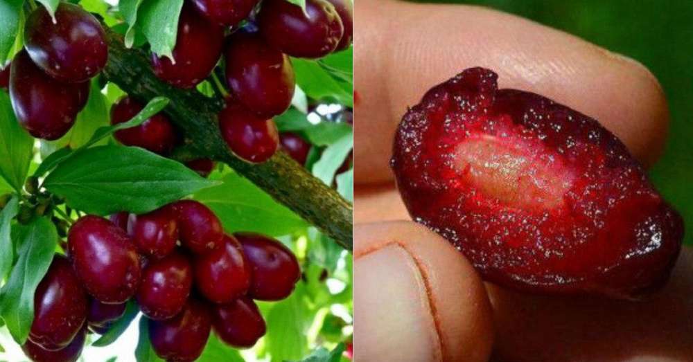 Ці ягоди рятують мільйони людей від самого підступного недуги! Швидка регенерація тканин організму ... /  хвороби