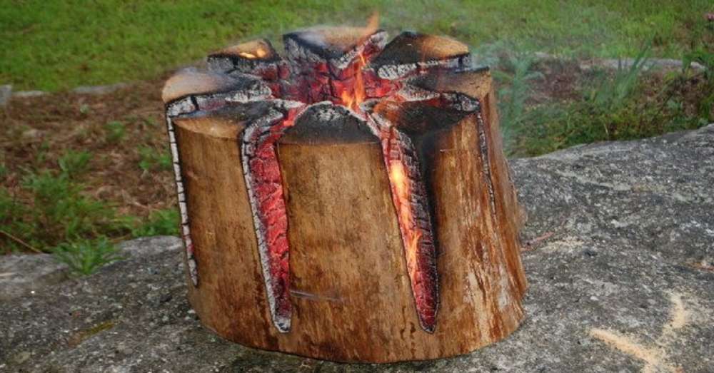 Шведський факел - приголомшлива виверт, яка стане в нагоді відпочиваючим на природі! /  дерево