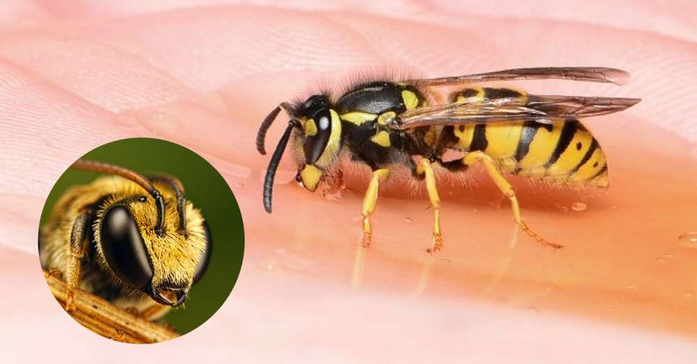 Ukąszenia pszczół przepisały Hipokratesa swoim pacjentom ... Ciężkie zmiany stawów znikają! /  Artretyzm