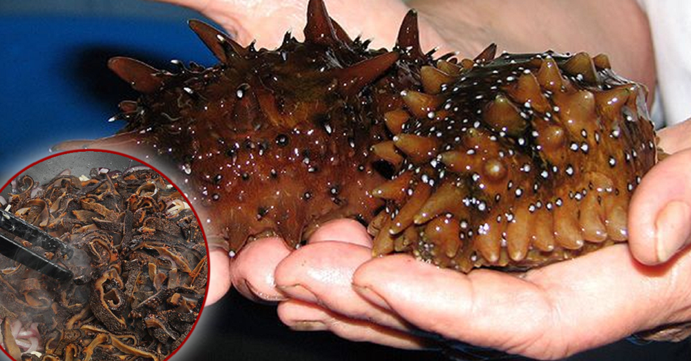 Japonci res cenijo to morsko poslastico legendarne cucumaria! Del podaljša življenje za en mesec. /  Delikatesi