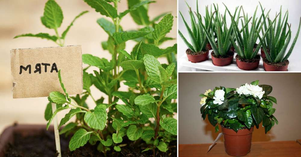 7 domácich rastlín, ktoré prinášajú pozitívnu energiu do vášho domova! /  dom