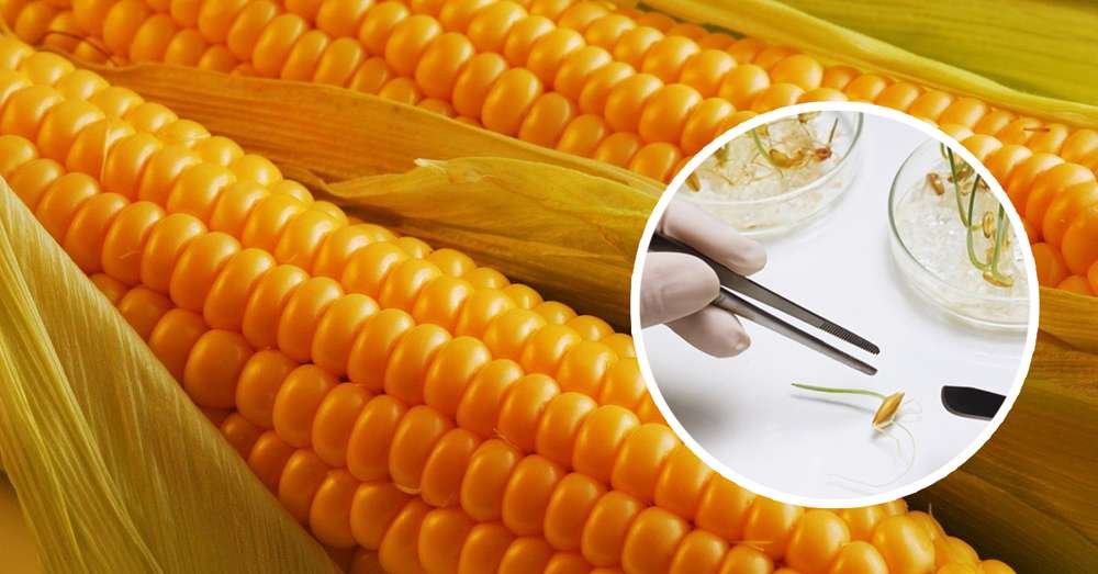GMO są uznawane za korzystne dla ludzi i rolnictwa! Tak powiedzieli włoscy naukowcy. /  Badania