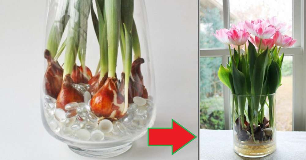 Destilácia tulipánov doma a na posteli! Ponorte sa do voňavého mora skoro na jar. /  pružina