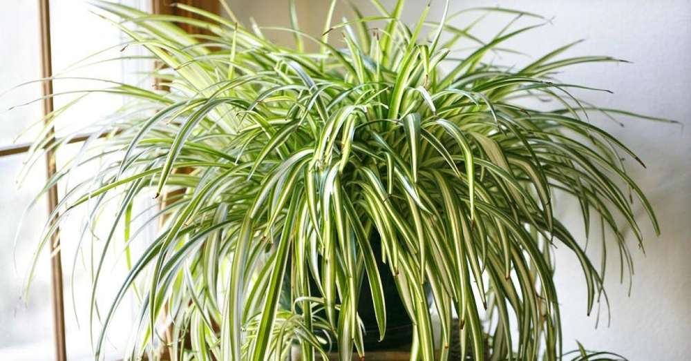 Chlorophytum plant z naprawdę niesamowitymi właściwościami ... Dosłownie działa cuda! /  Powietrze