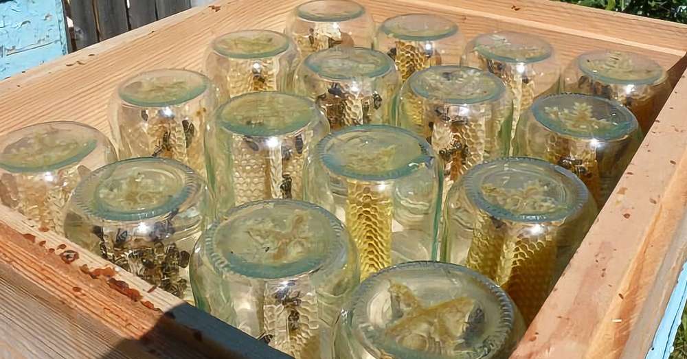 Včelár získal stav medu vďaka jednoduchému dizajnu. Pozrite sa, čo urobil! /  dacha
