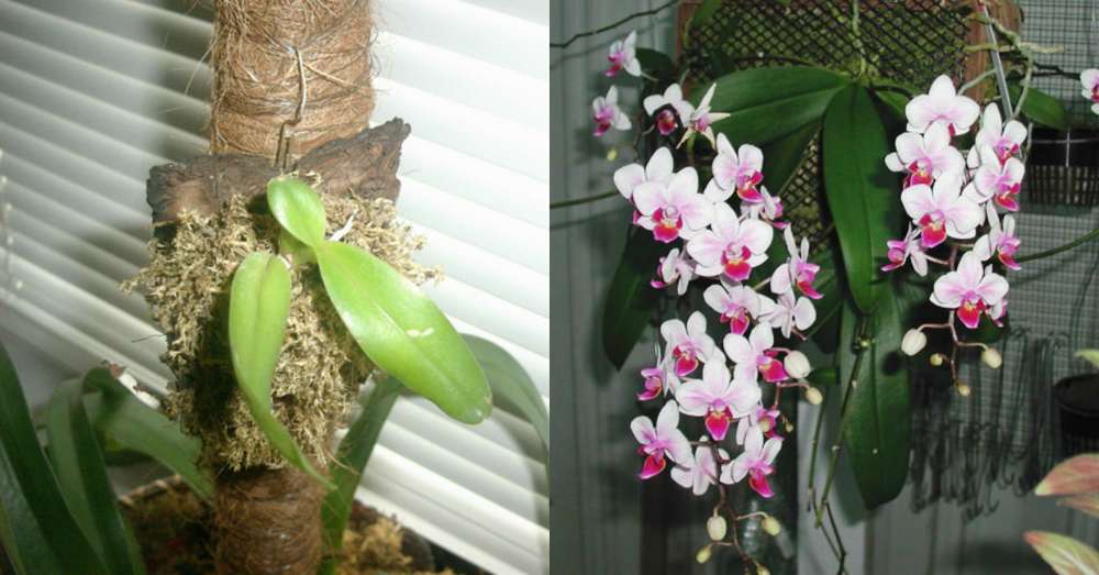 Пересадила орхідею на невеликий блок ... Такого пишного цвітіння я не бачила! /  жінки