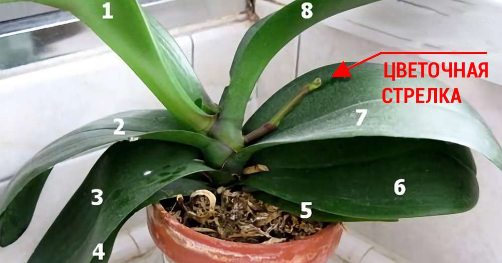 Све што треба да знате о цветању орхидеја тајне одговарајуће бриге! /  Кућа