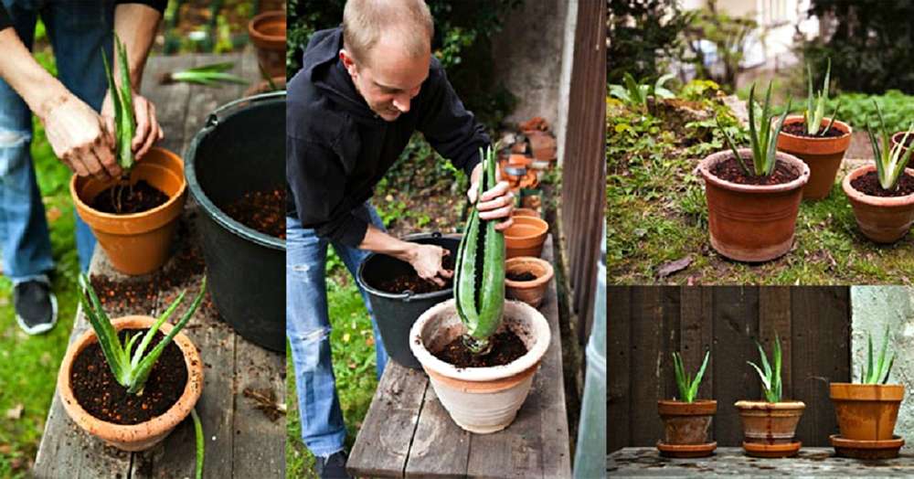 Aloe vera na parapete, ako pestovať domáci lekára. Urobil som to! /  Aloe vera