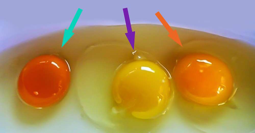 Jeśli zauważysz to na jaja kurzego, w żadnym wypadku go nie zjedz! /  Bakterie