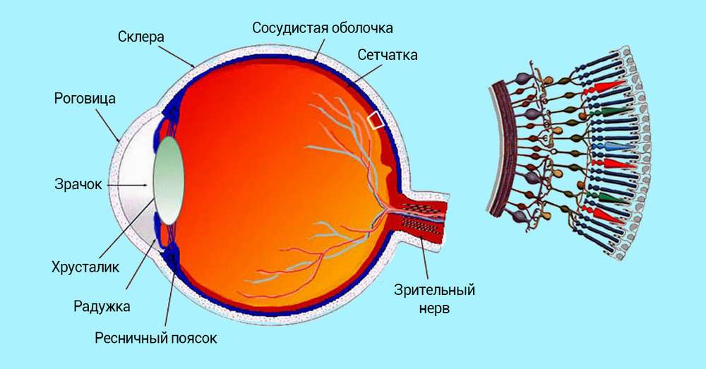 Jak zobaczyć bez okularów bez względu na to, jak słaby jest twój wzrok! /  Oczy