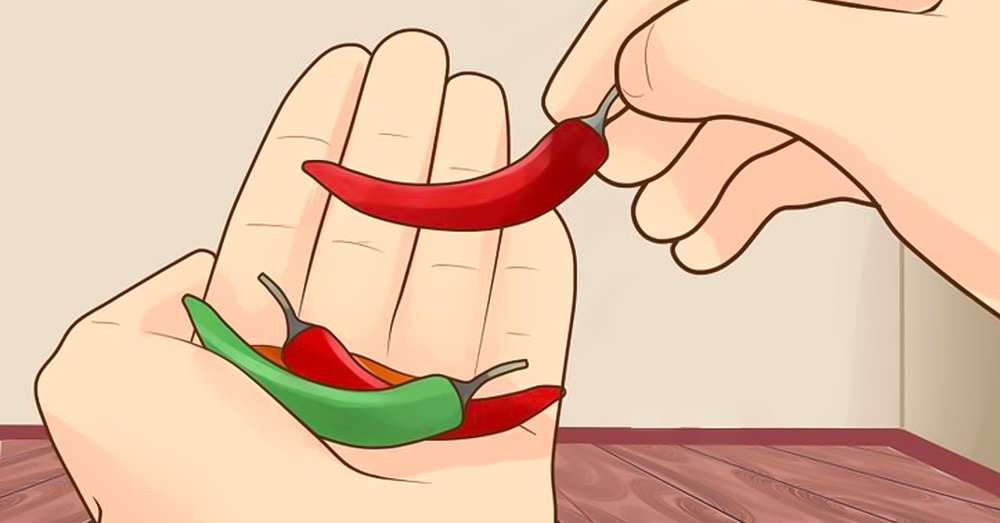 Ako pestovať chilli papričky doma s prírodnými korením na parapete! /  korenie