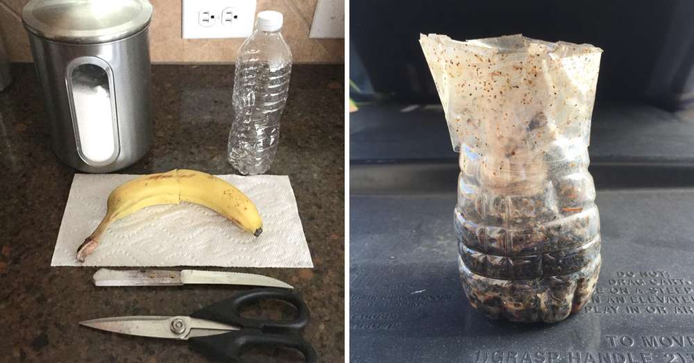 Plastikowa butelka, woda, banan i tajny składnik - to właśnie uratowało mnie przed owadami! /  Banany