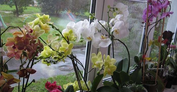 Секрети розсадження орхідей як перетворити 1 рослина в 100. /  рослини