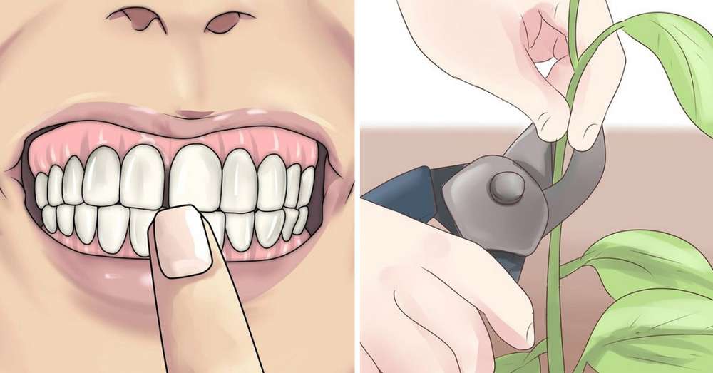 Zapomnij o problemach z zębami! Te 8 roślin sprawi, że twój uśmiech będzie nie do odparcia. /  Aloe vera