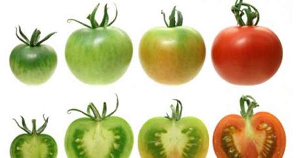 10 незаперечних причин, чому помідори варто вживати щодня. Про це ти точно не знав! /  вітаміни