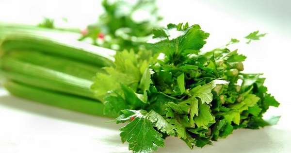 11 nevjerojatno korisnih svojstava celera. S njim će vaše zdravlje biti jače nego ikad. /  medicina