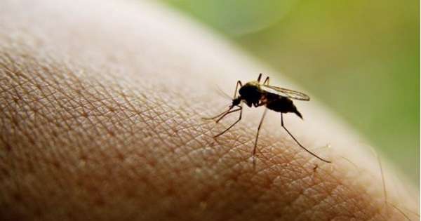 7 szybkich i niedrogich sposobów na pozbycie się owadów. /  Komary
