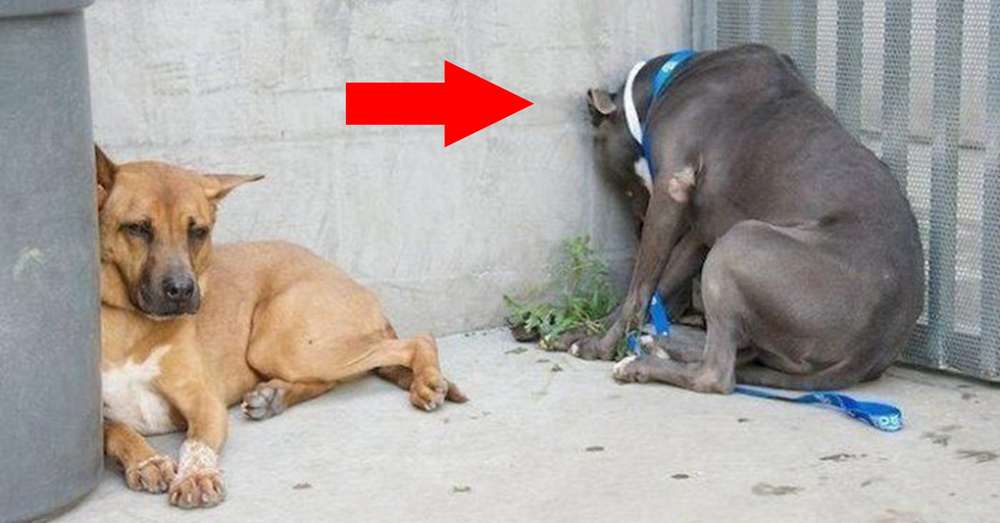 Ak si všimnete, že zviera robí IT, rýchlo ho vezmite k veterinárovi! /  zver