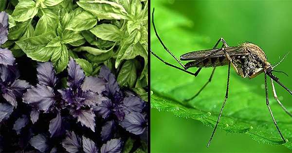 Они чине да се биљке плаше инсеката. Шта ти треба за слетање у земљу! /  Комарци