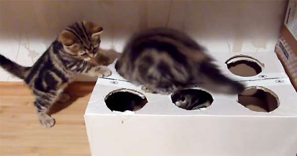 Vzela je navadno škatlo in jo v dveh minutah spremenila v pravi mačji raj! /  Živali