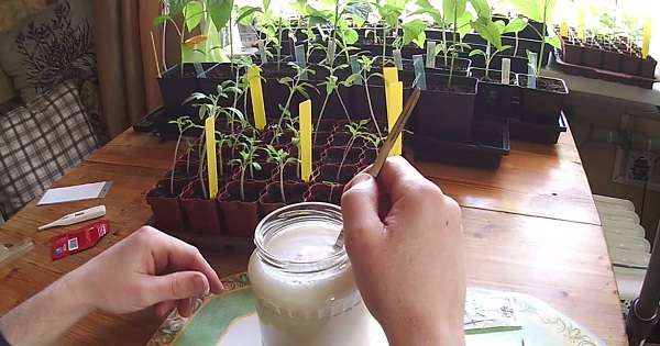 Správne menu pre zelených priateľov, ako kŕmiť domáce rastliny. /  rastliny