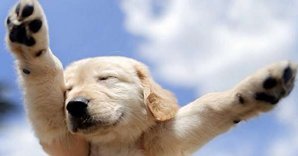 17 powodów, aby mieć psa w domu, te stworzenia są w stanie dać ludziom prawdziwe szczęście! /  Zwierzęta