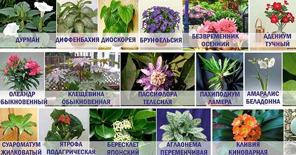 25 смртоносних затворених биљака. Одабрати зелене пријатеље пажљиво! /  Биљке