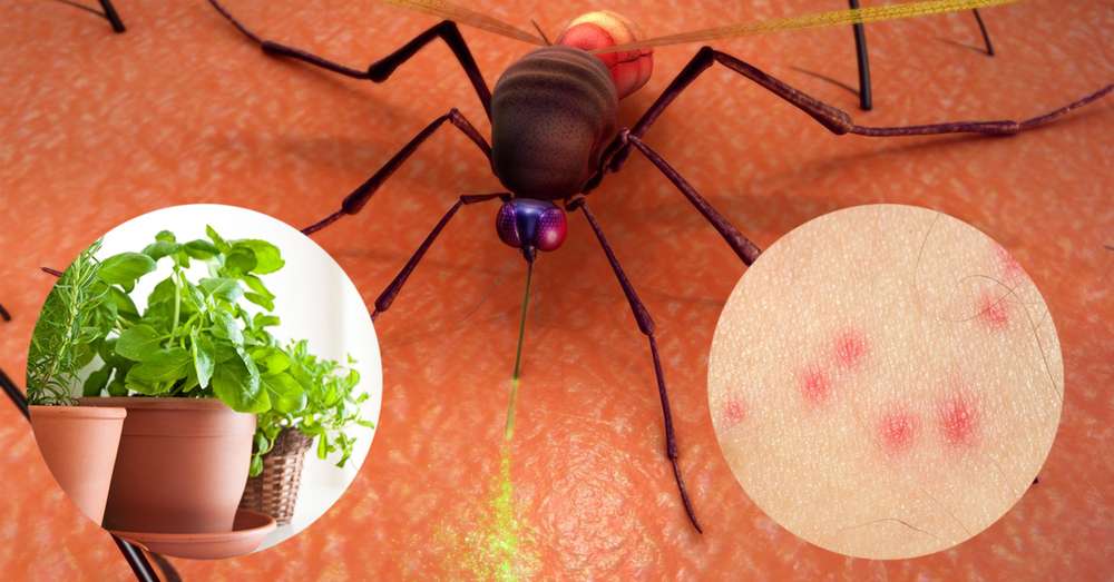 6 čudo biljke koje komarci strah. Provedite ljeto u udobnosti! /  komarci