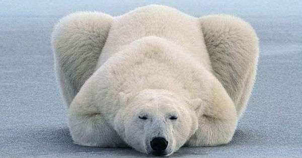Čak i medvjedi vježbaju! Yoga lekcija iz polarnog medvjeda. /  joga