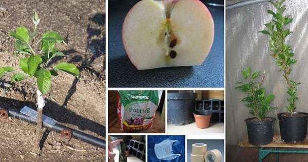 Za tiste, ki niso zasadili drevesa za pridelovanje jabolk iz semen. /  Vrtnarjenje