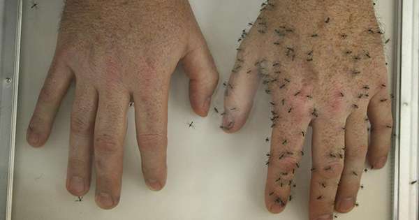 Skuteczny środek domowy dla komarów o ukąszeniach owadów, na zawsze zapomnisz! /  Ochrona