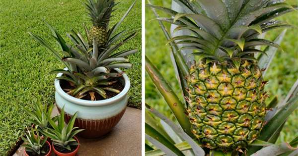 Tropický kútik domu. Naučte sa pestovať ananás doma! /  ananásy
